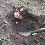 Harvesting Potatoes from soil ridge