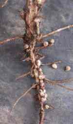 Root nodules growing on bean roots contain nitrogen fixing bacteria.