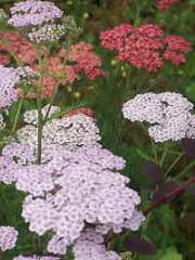 Yarrow - Achillea Millifolium