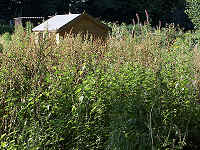 Weed control in allotments & community gardens