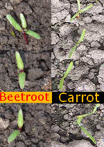 Compare Carrot and Beetroot seedlings