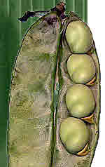 Broad Bean pod showing seed attachment