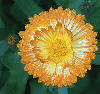 Calendula Flowers - Pot Marigold