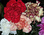 Multi-coloured Carnation Flowers
