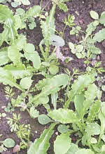 Carrot seedlings overrun by annual weeds