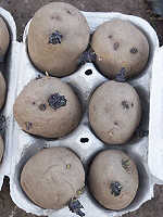seed Potato tubers set out in egg boxes in the light for chitting or shooting.