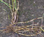 Couch Grass - Elymus repens (Agropyron repens) - weed