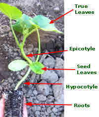 epigeal germination with cucumber seed leaves above ground