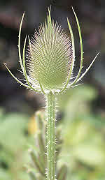 Dipsacus Flower Head