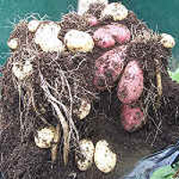 Potato Bucket Harvest