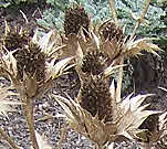 Eryngium is an architectural plant