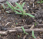 Are these seedlings weeds or a plants?