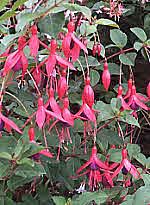 Fuschia is an architectural plant