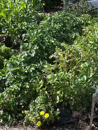 These hungry plants grow well with chicken manure Green Veg grow greener
