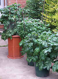 Several Potato Planters in my yard