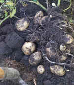 Lifting a crop of potatoes