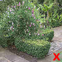 Formal pruned box & stragerly informal pea.