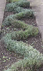 Low curved Lavender Hedge