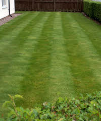 Lawn Striped