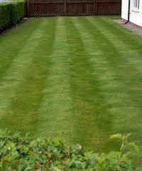 Lawn Striped