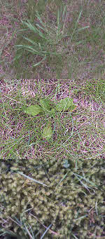 FlyMow Moss with Grass Weed & Broad Leaved Weed