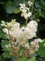 Meadowsweet - plant used by the  Druids