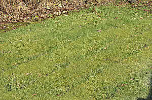 Moss Lawn