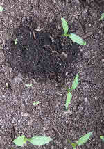Dark patch in drying compost indicates uneven consistency.