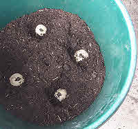 Plant 4 or 5 Potato Tubers Per Container