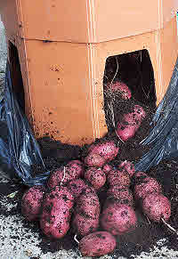 My Potato Barrel Harvest of Red Duke of York
