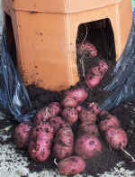 My Potato Barrel Harvest of Red Duke of York