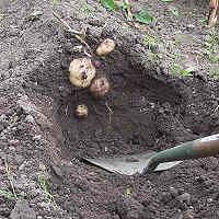 Harvesting Potatoes from soil ridge
