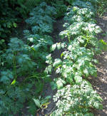 Potato plants are earthed-up