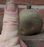 This potato tuber has one strong thick shoot ready for planting