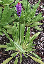 Primula adds shape to the small garden