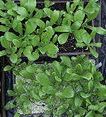 full seedling tray ready for pricking out