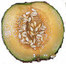 seeds inside melon fruit