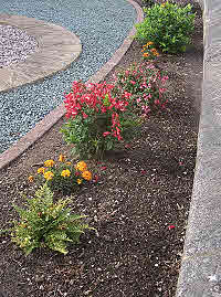 Large area of aggregate in between plants