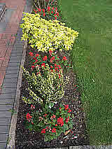 Specimen planting along lawn border