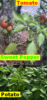 Tomato, Sweet Pepper & Potato plants