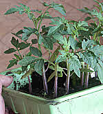 tray of tomato seedlings