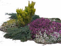 Heathers provide good winter flowers and rich color