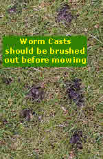 Brush out worm casts before lawn mowing.