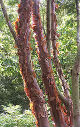 Acer Griseum - Liverpool University Ness Gardens