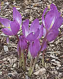 Autumn Crocus