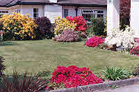 Carol's Rhododendrons