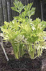 celery plants grown from garden seeds