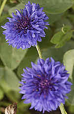 Batchelors Buttons - Centaurea...