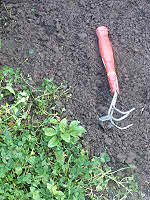 Cultiweeder is double sided - the prongs lift and drag up the weeds
