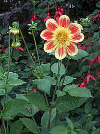 Dahlia - late summer flower star